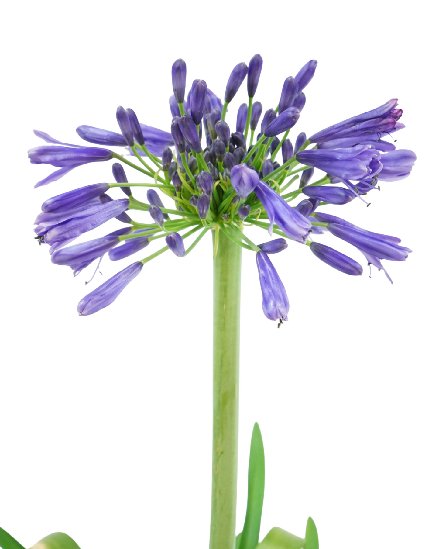 Agapanthus 'Blue Bayou'