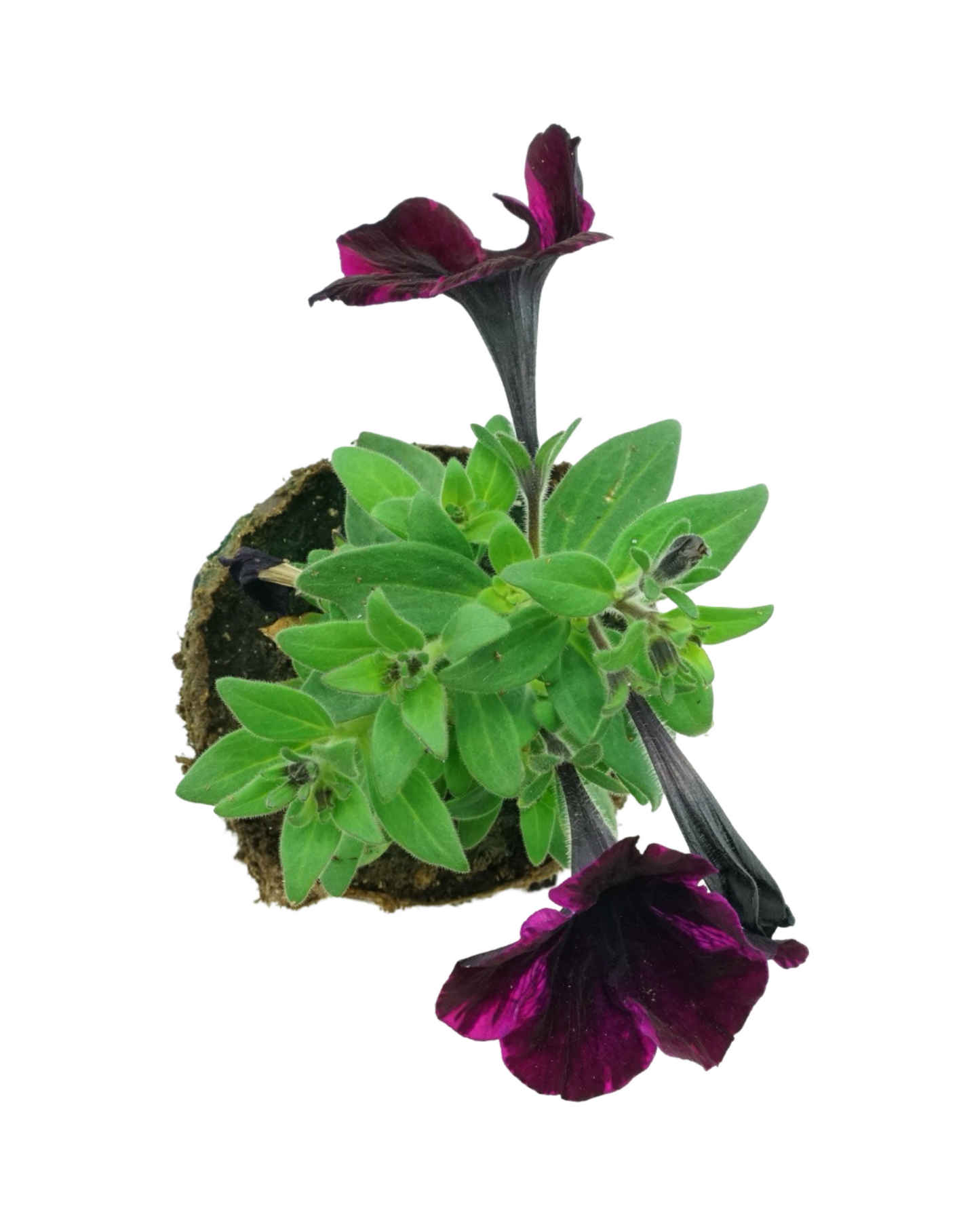 Petunia 'Sweetunia Johnny Flame'