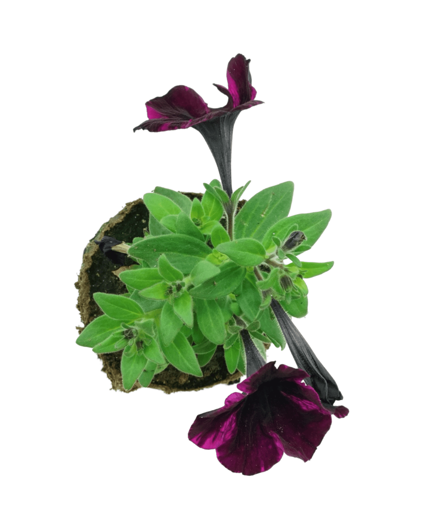 Petunia 'Sweetunia Johnny Flame' - The Garden Corner