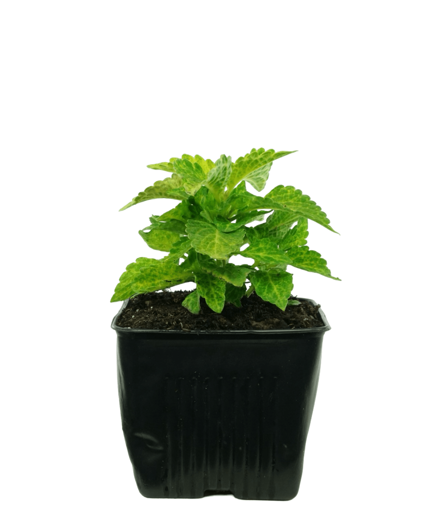 Coleus 'River Walk' 4 Inch - The Garden Corner