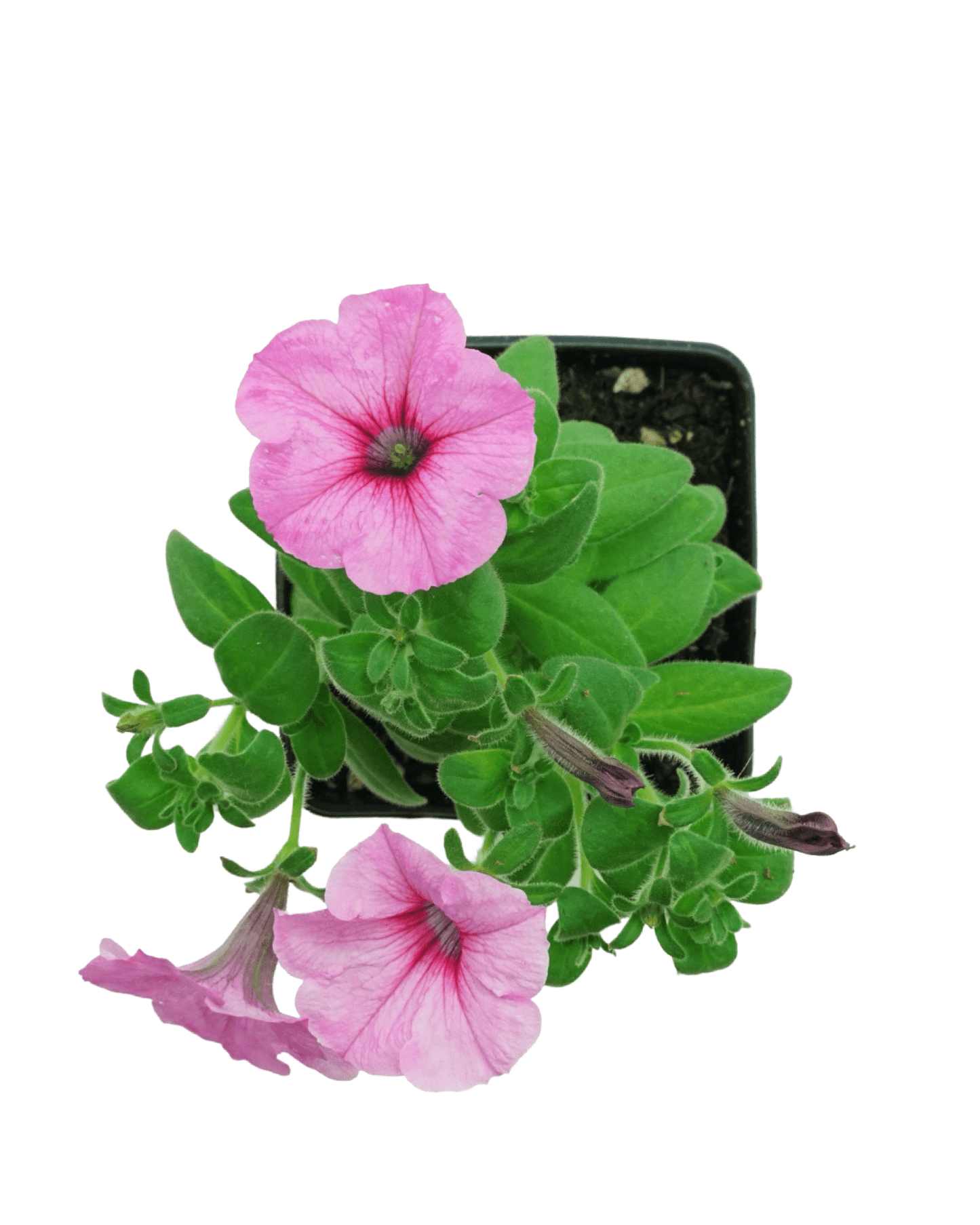 Petunia 'DuraBloom® Royal Pink' - The Garden Corner