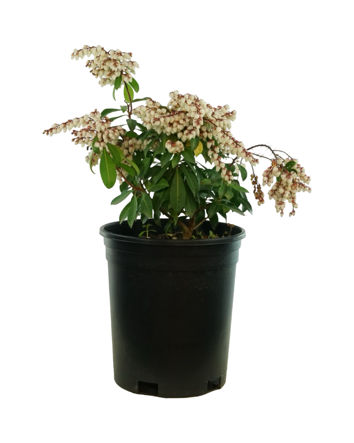 Pieris japonica Enchanted Forest® 'Sunsprite'