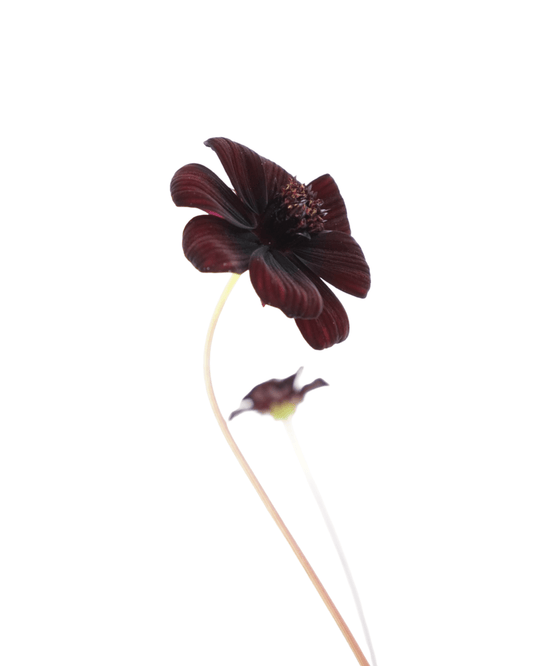 Cosmos atrosanguineus - Perennials
