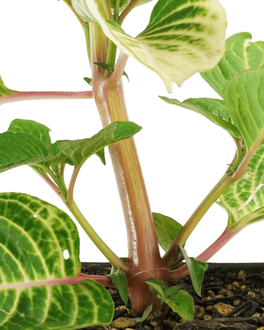 Iresine 'Blazin Lime' - The Garden Corner