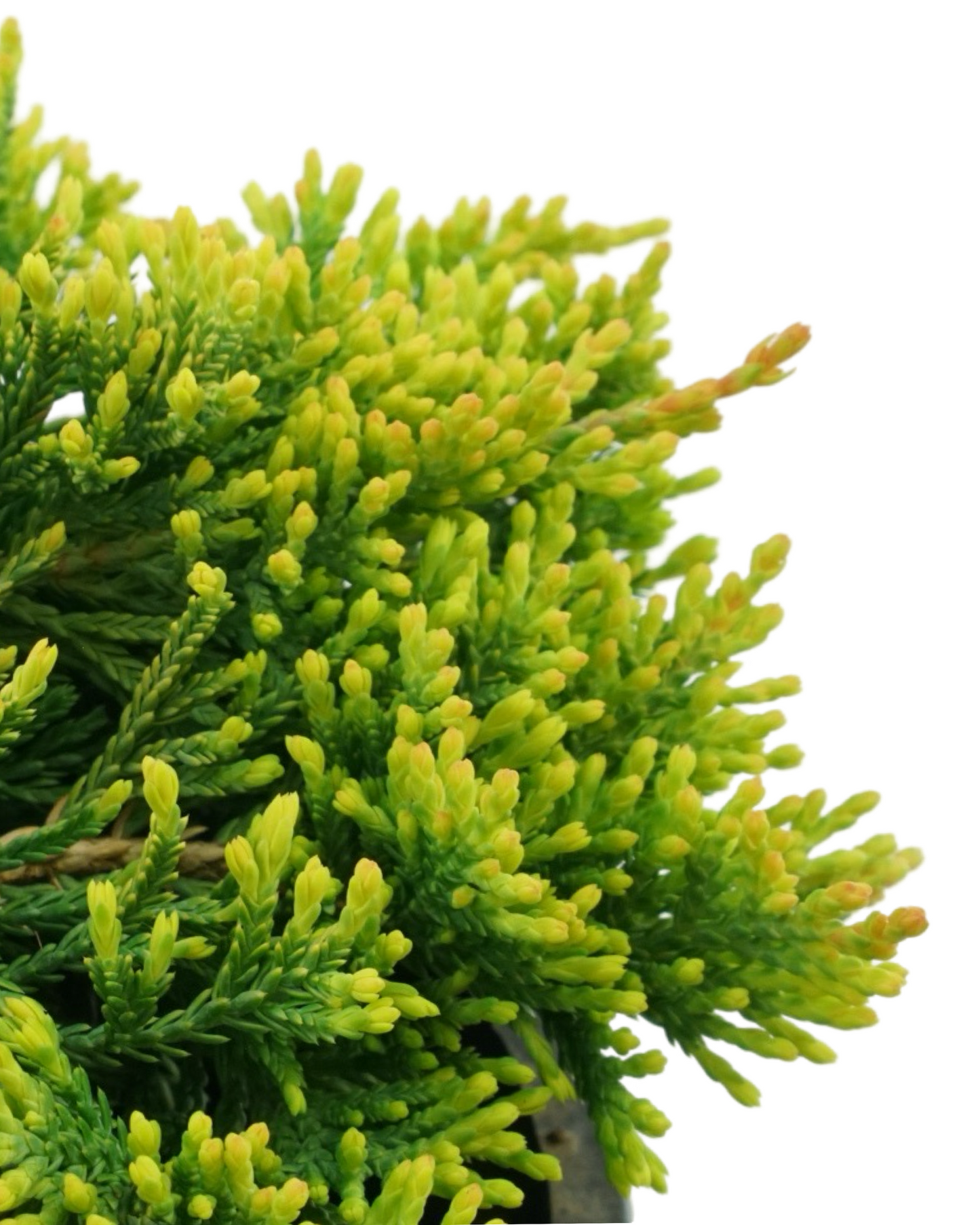 Juniperus horizontalis 'Mother Lode'