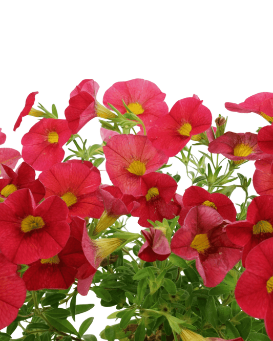Calibrachoa 'Bloomtastic Red' - The Garden Corner