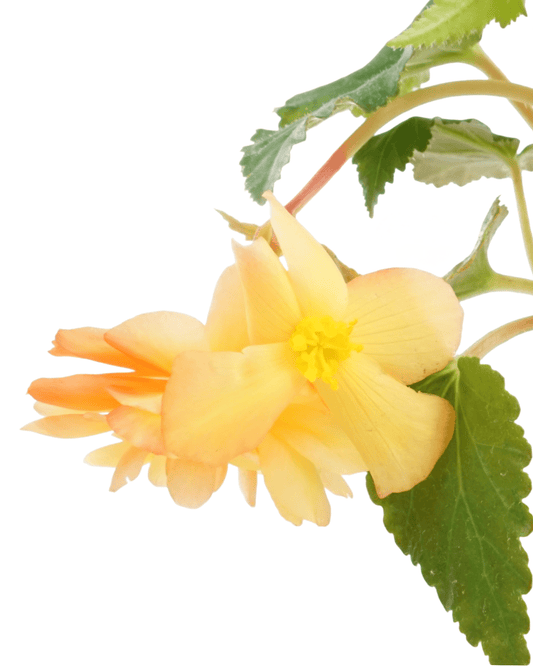Begonia Illumination® 'Apricot' - The Garden Corner