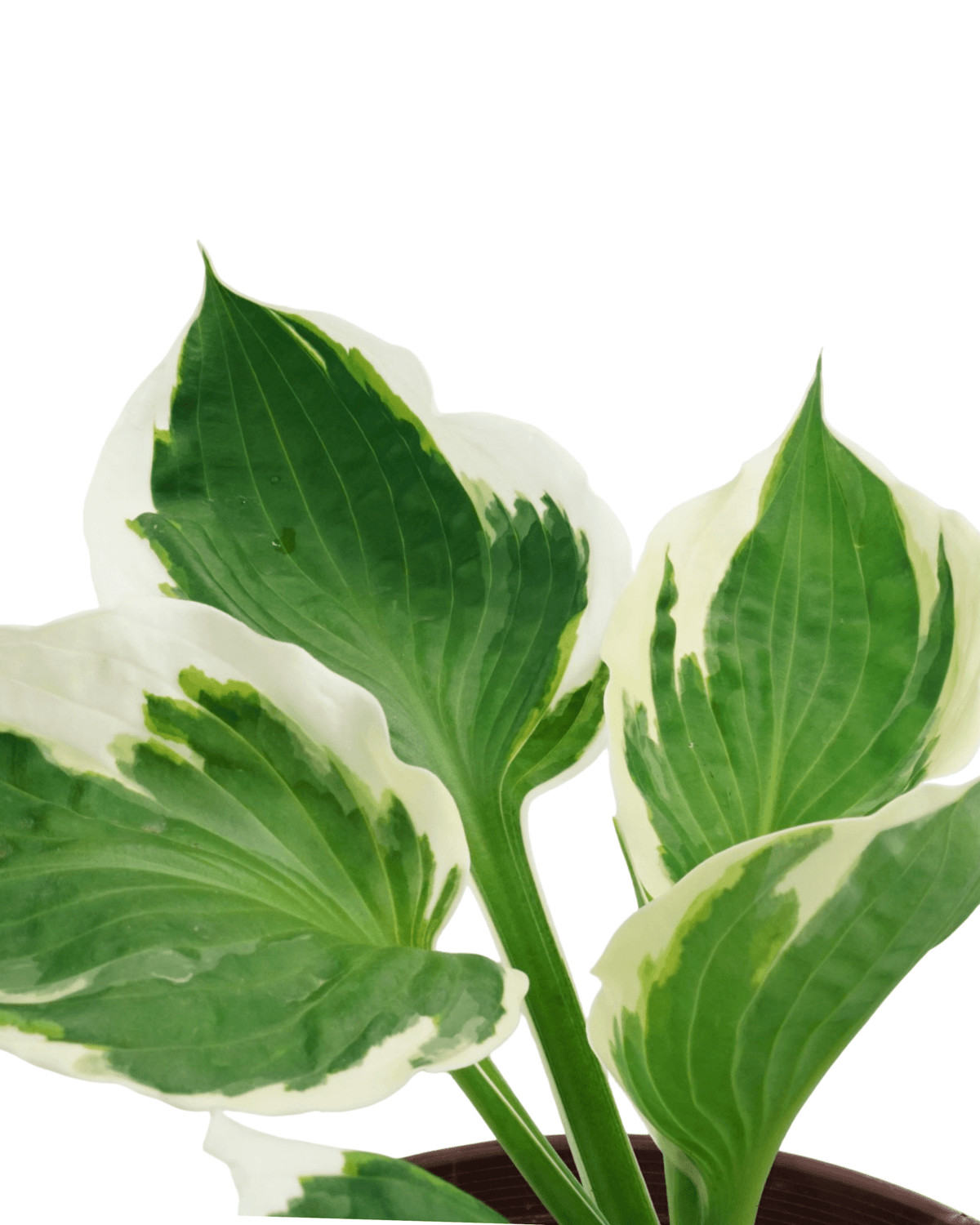 Hosta 'Patriot' - Perennials
