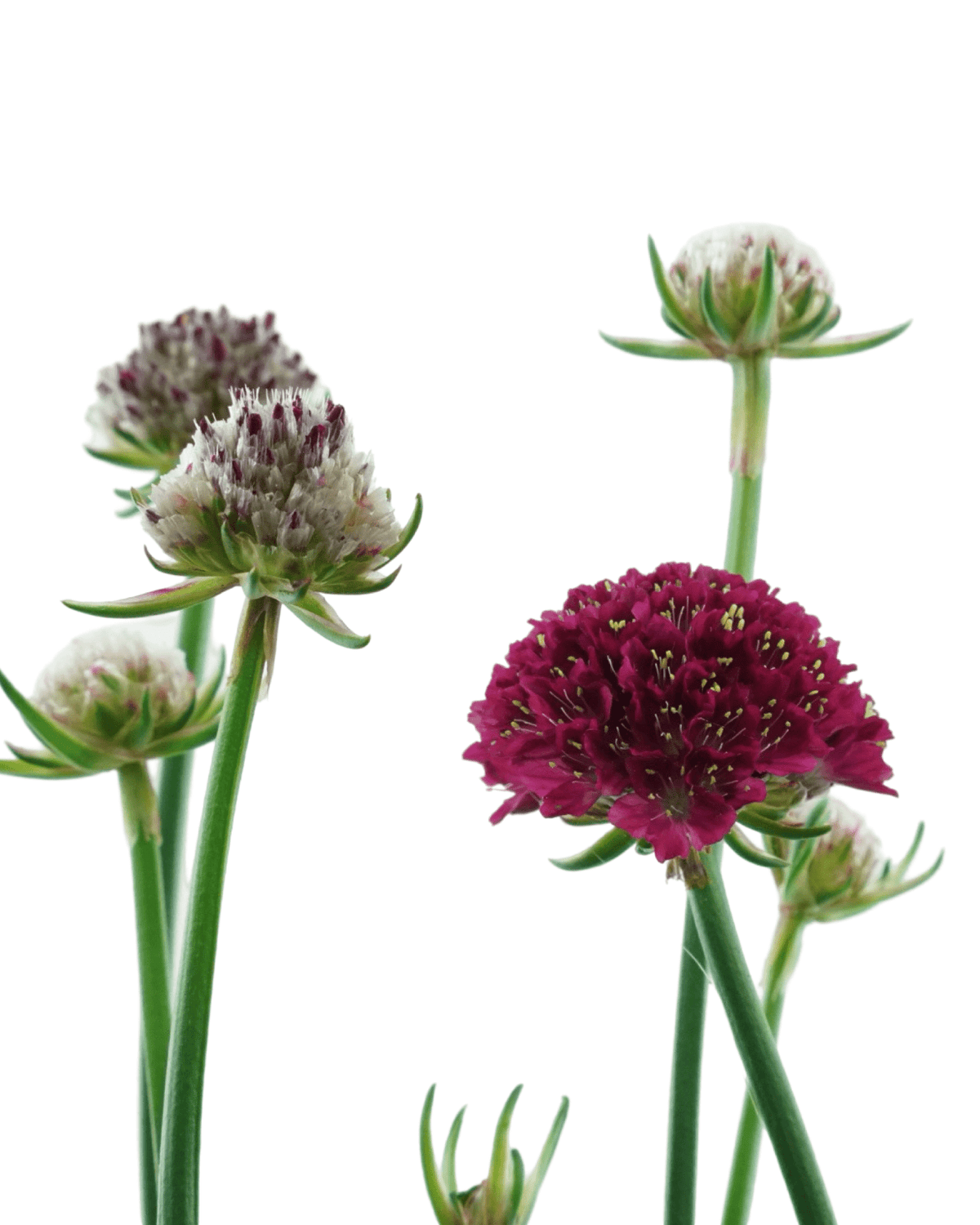 Armeria pseudarmeria 'Hypnotic Dreams' - Perennials