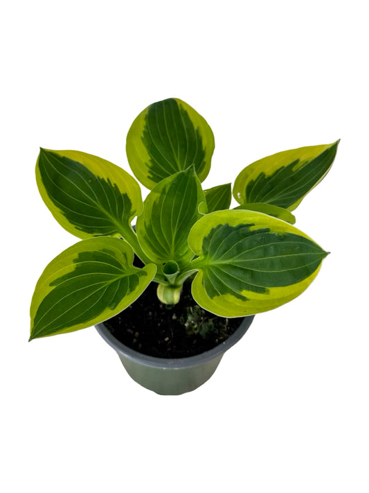 Hosta ‘Brim Cup’ -