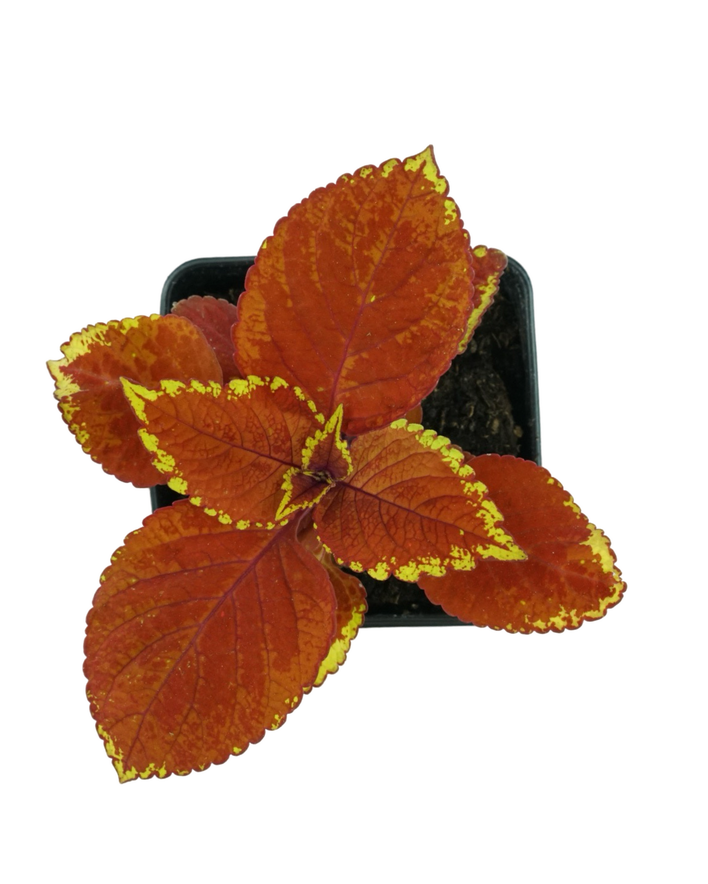 Coleus 'Trusty Rusty'