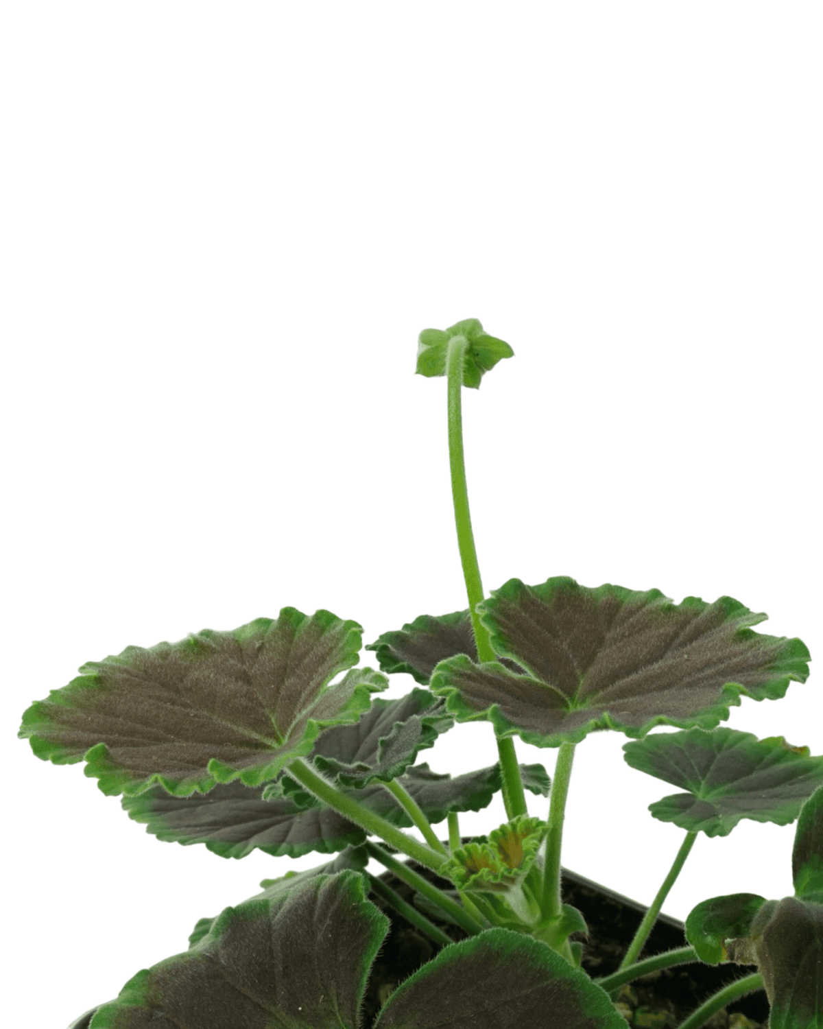 Geranium Zonal ‘Brocade Fire Night’ - Annuals