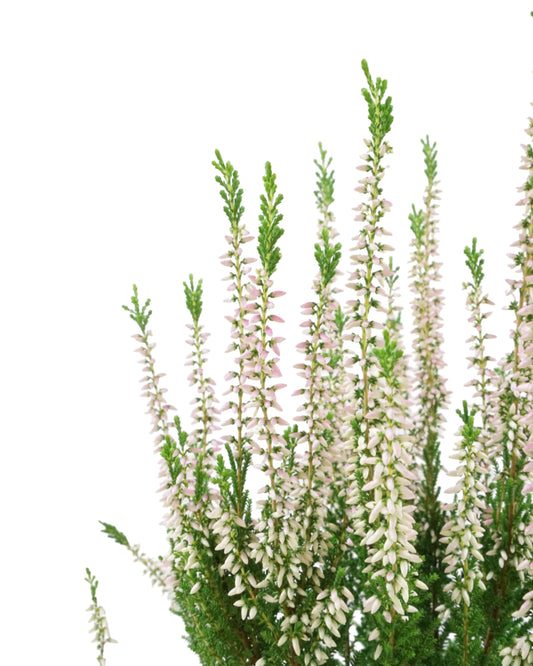 Calluna vulgaris 'Monique'