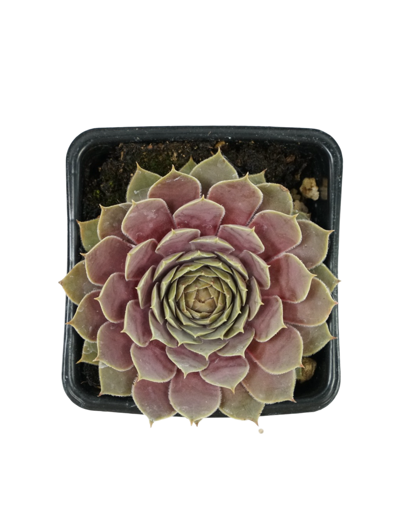 Sempervivum 'El Toro'