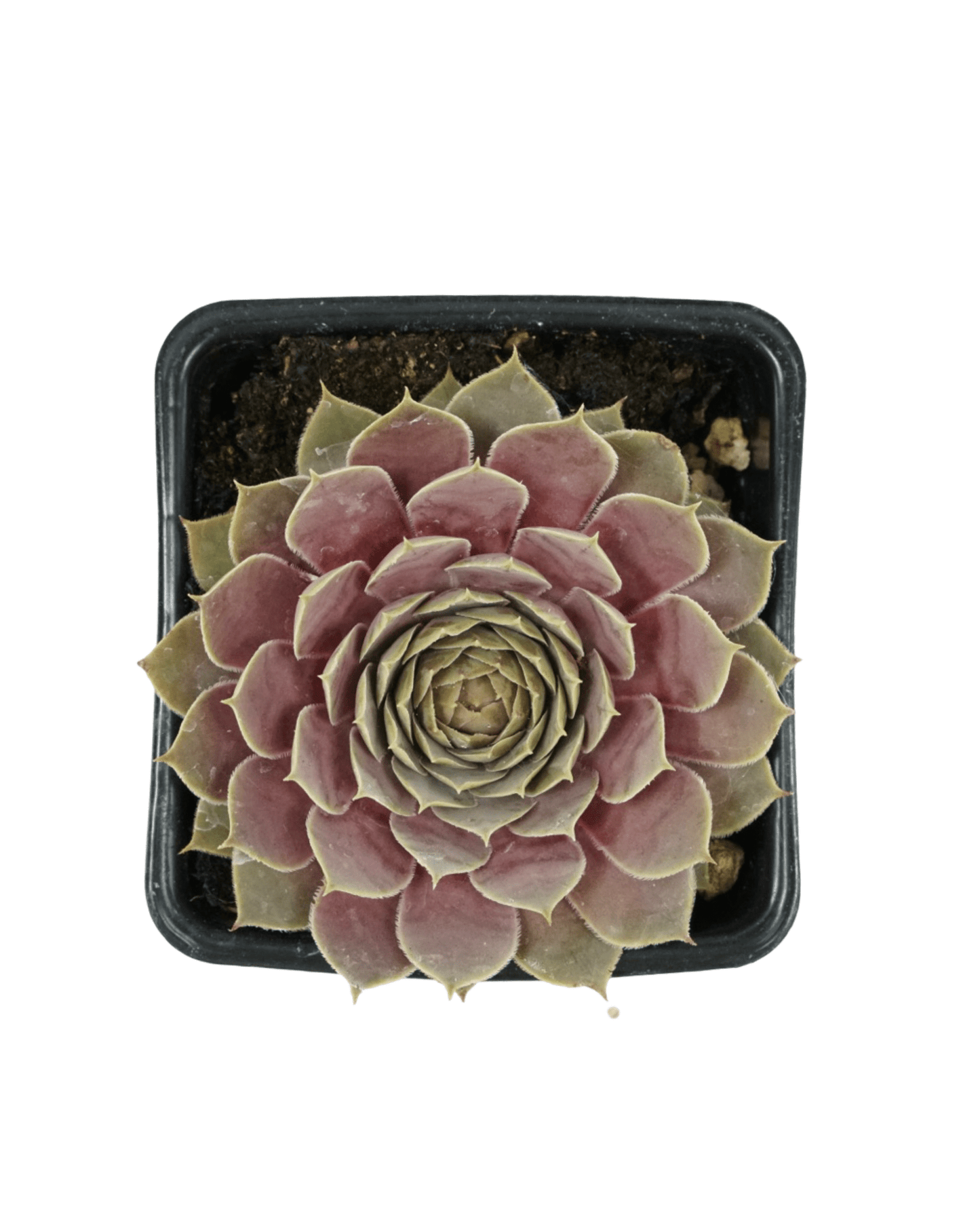 Sempervivum 'El Toro' - The Garden Corner