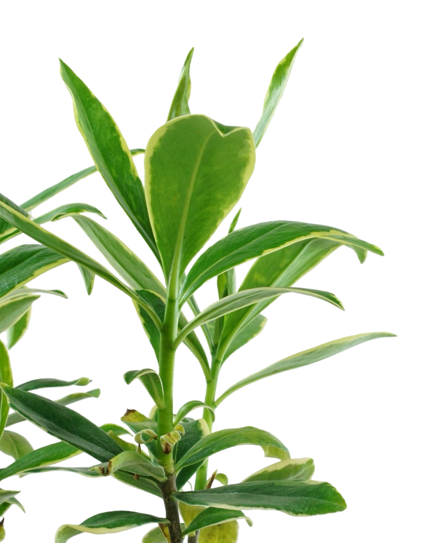 Daphne odora 'Aureomarginata'