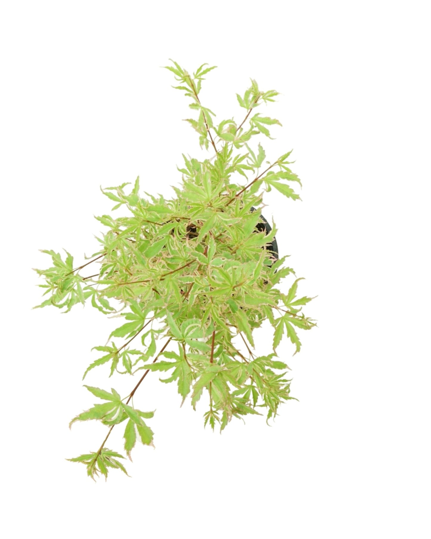 Acer palmatum 'Butterfly' - The Garden Corner