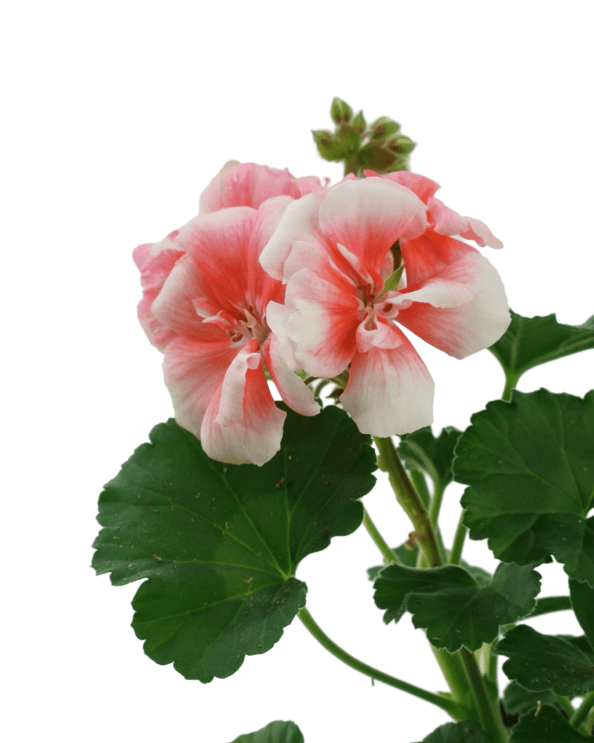 Geranium Zonal ‘Moonlight Light Salmon’ - Annuals