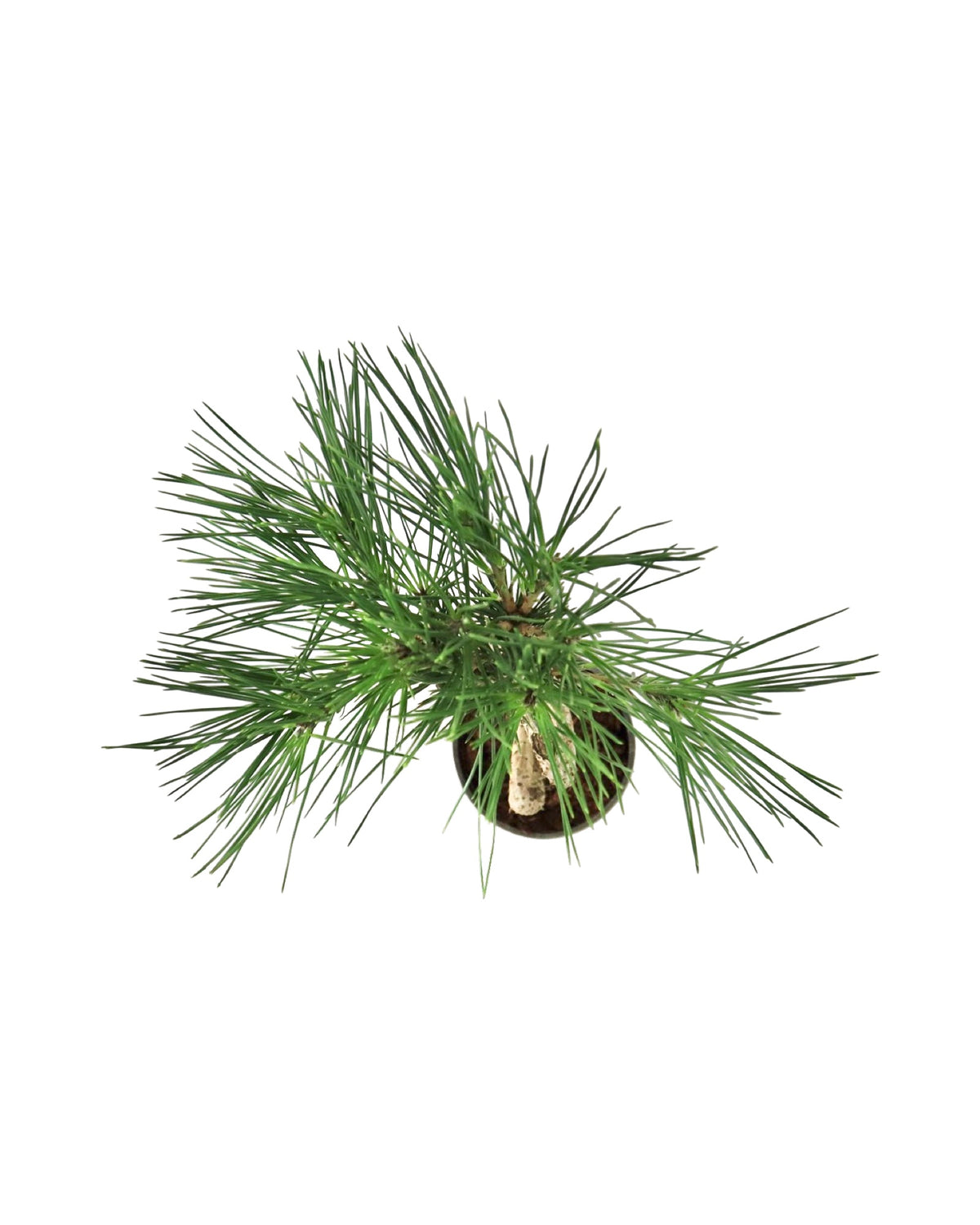 Pinus thunbergii 'Twisty' - Shrubs