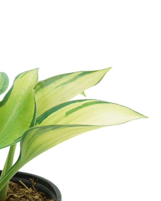 Hosta 'June' - The Garden Corner