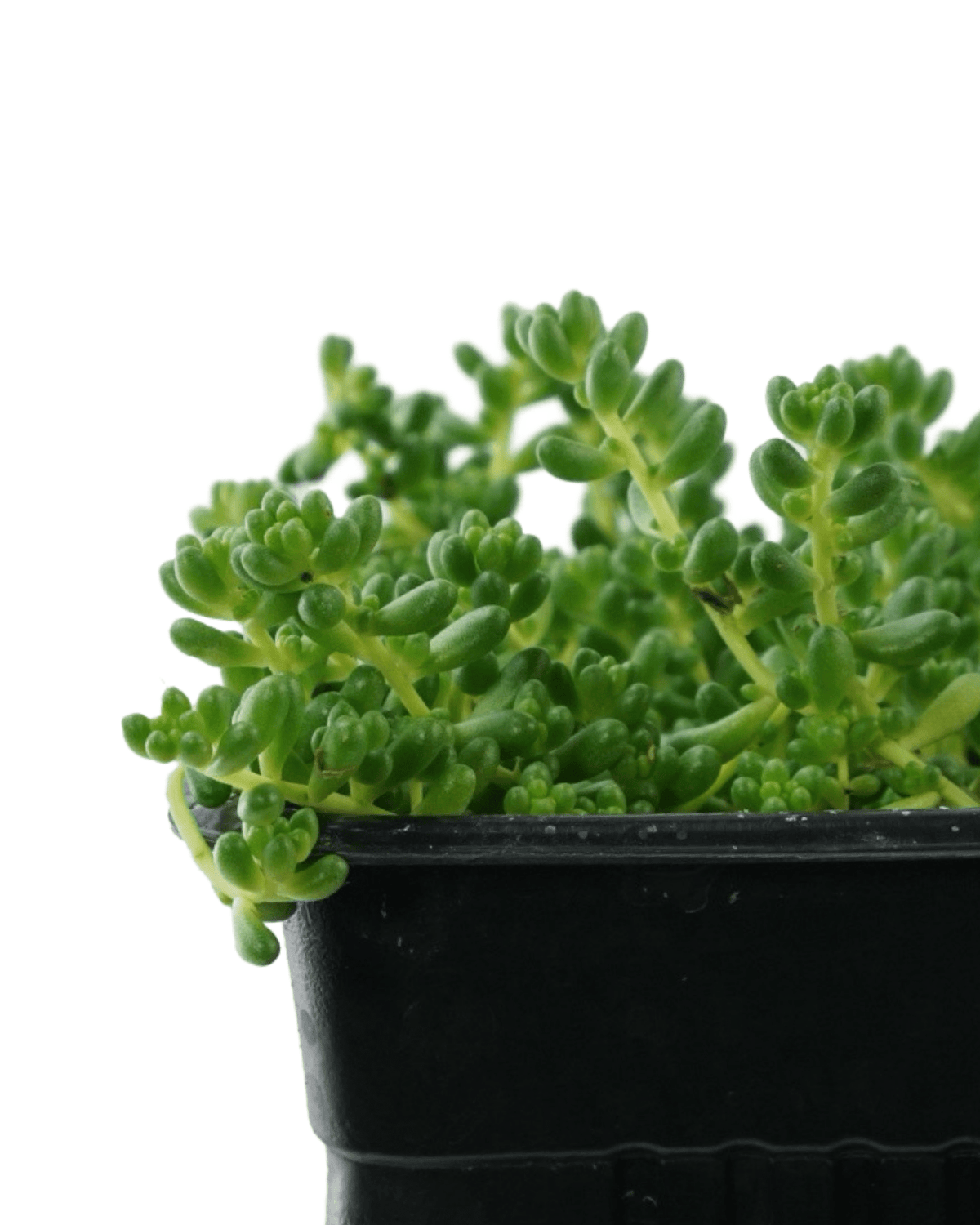 Sedum album chloroticum - Groundcovers