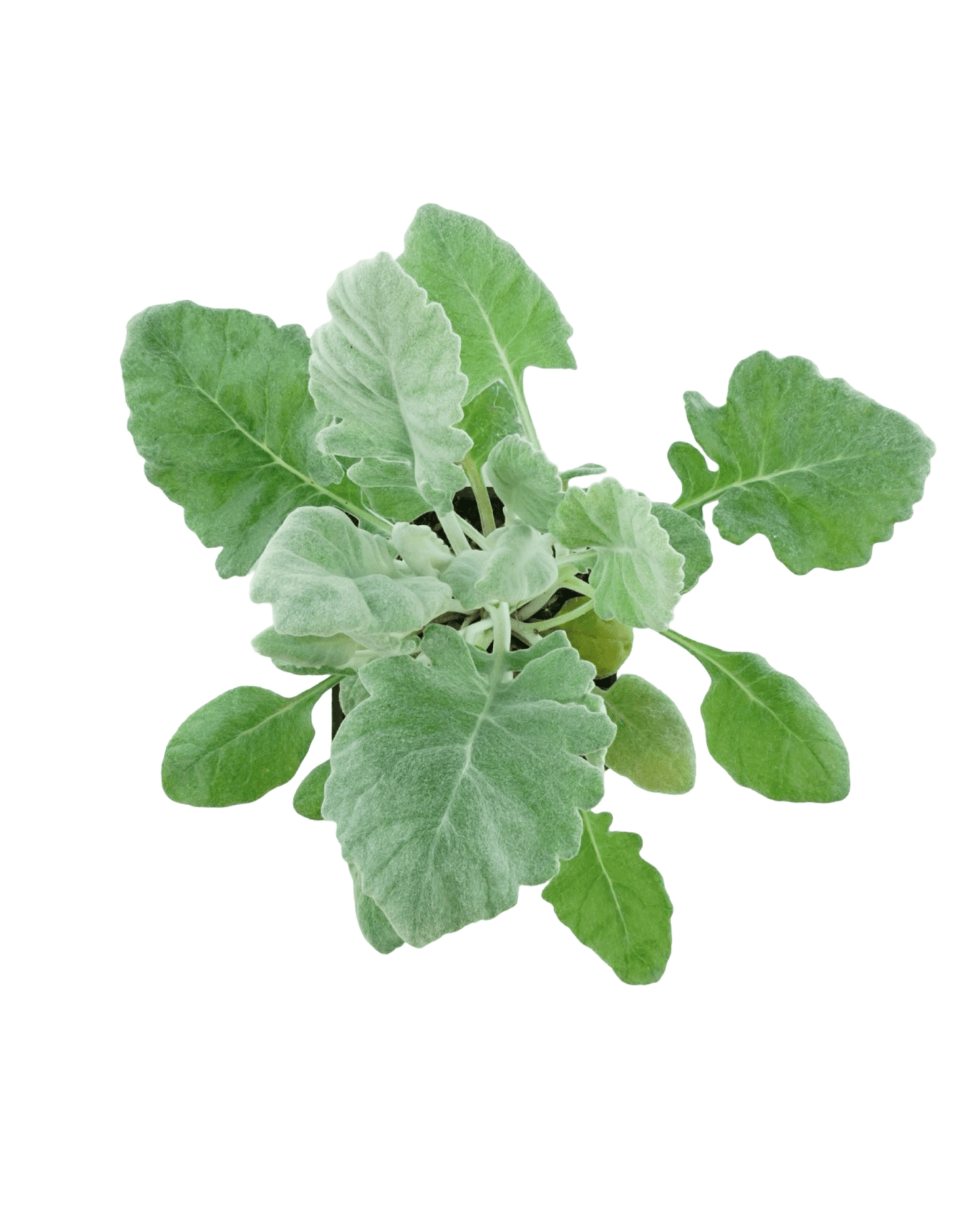 Senecio cineraria 'Cirrus' - The Garden Corner