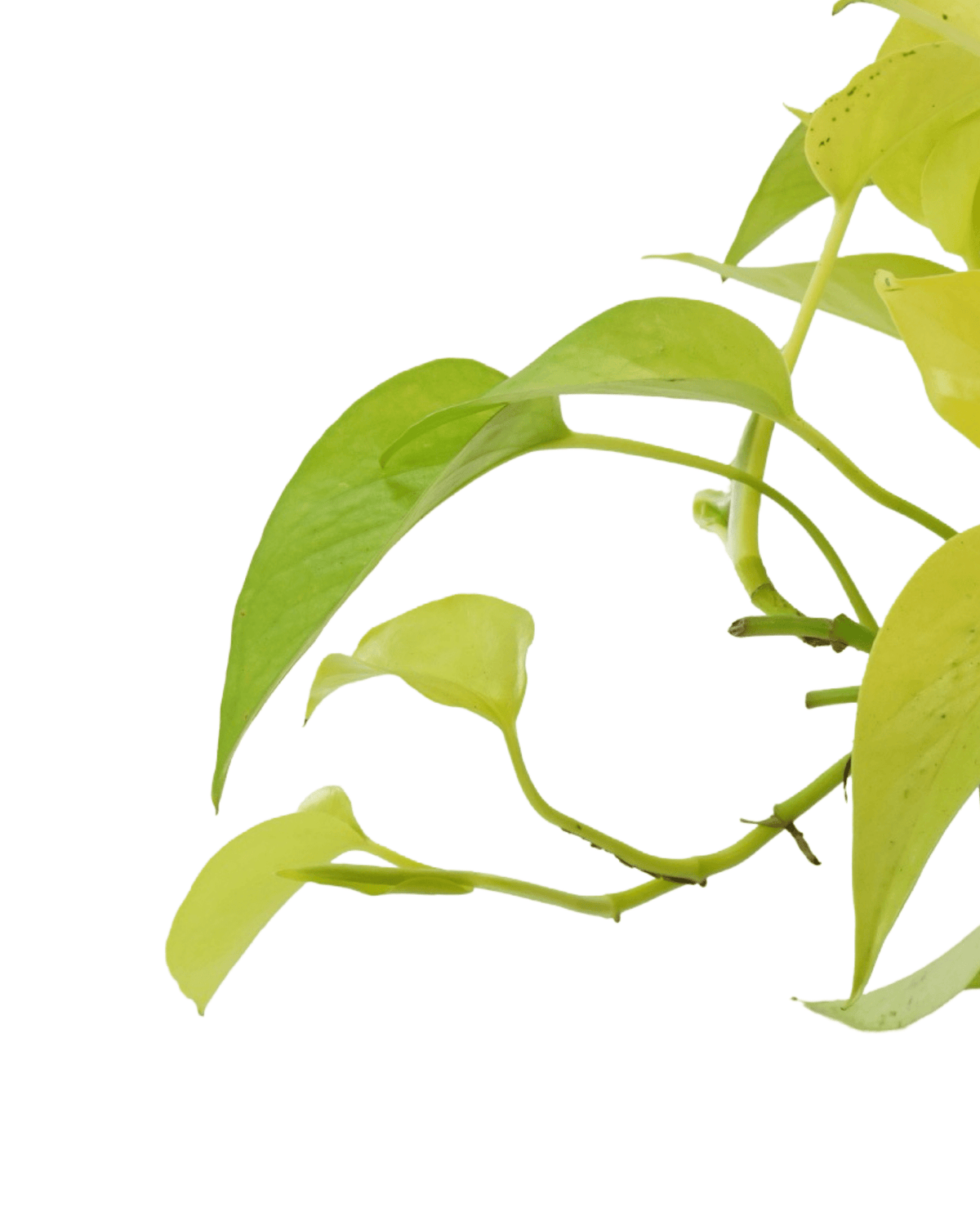 Epipremnum aureum 'Neon' - House Plants