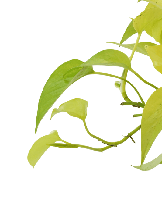 Epipremnum aureum 'Neon' - The Garden Corner