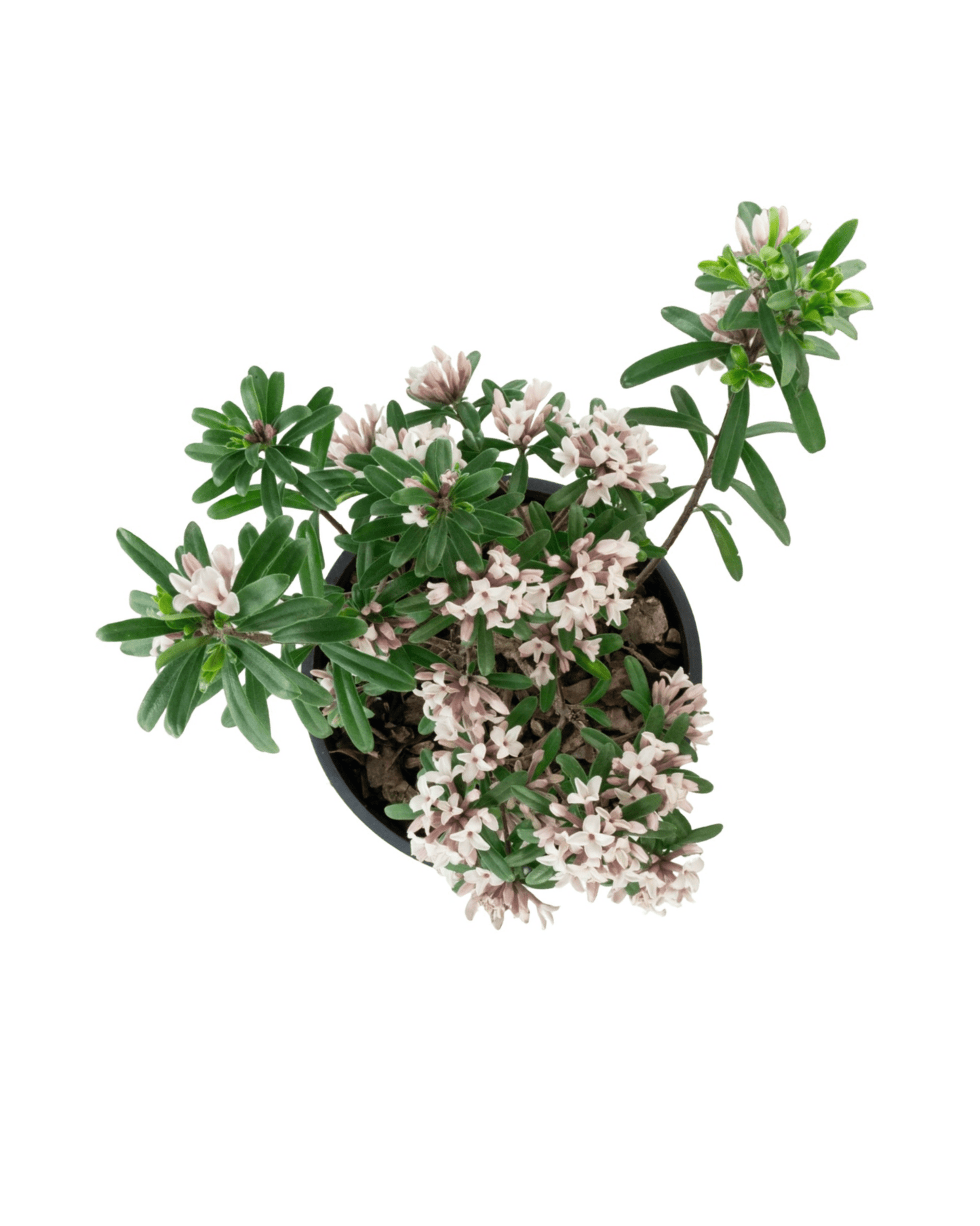 Daphne x transatlantica 'Eternal Fragrance' - The Garden Corner