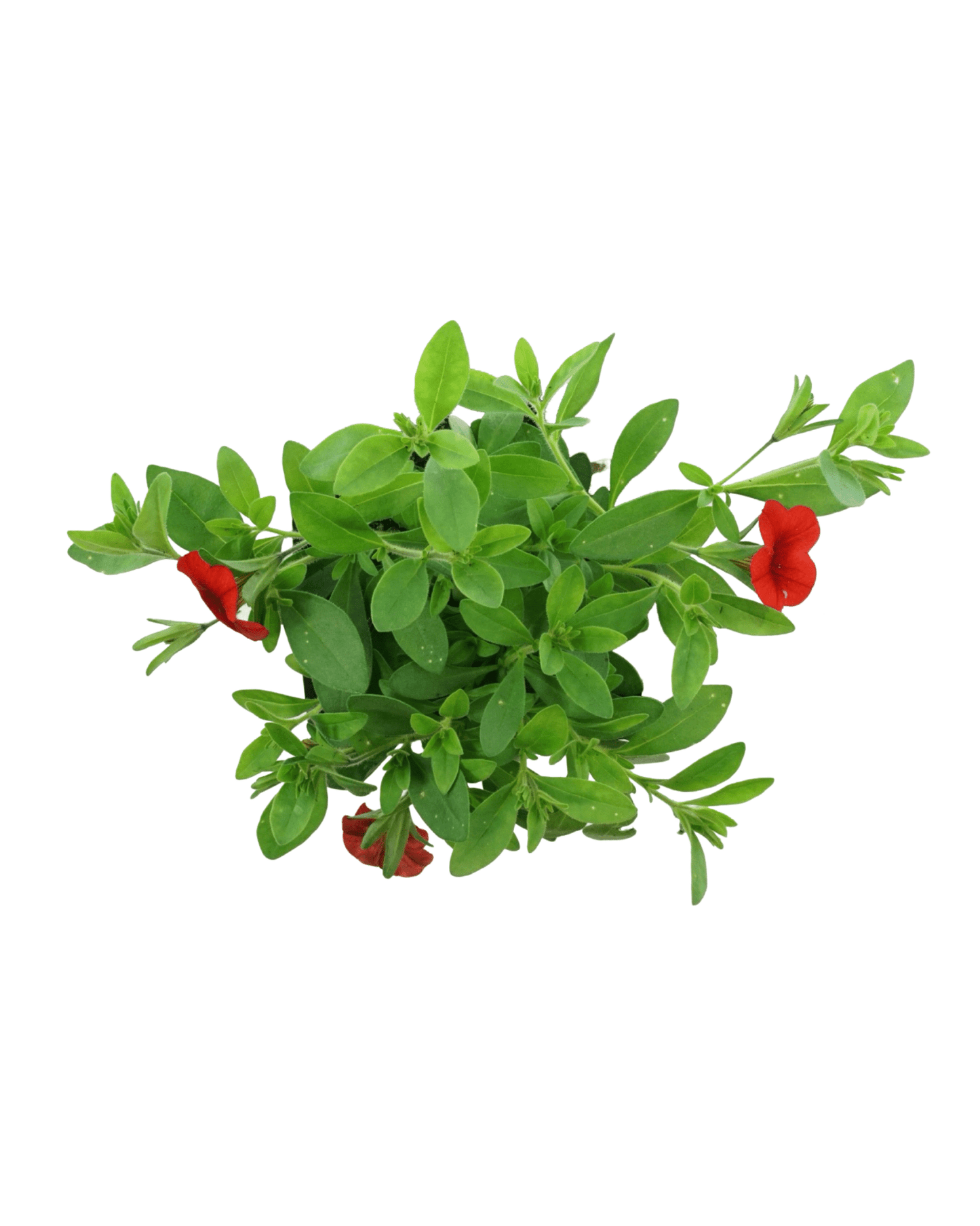 Calibrachoa 'Cabaret Orange Improved' - The Garden Corner