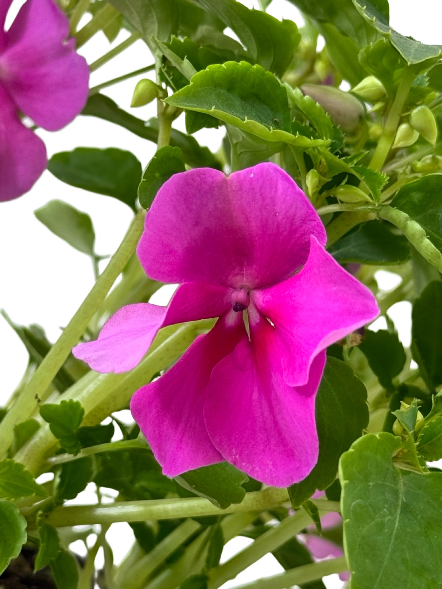 Impatiens Beacon 'Blue Pearl' - Annuals