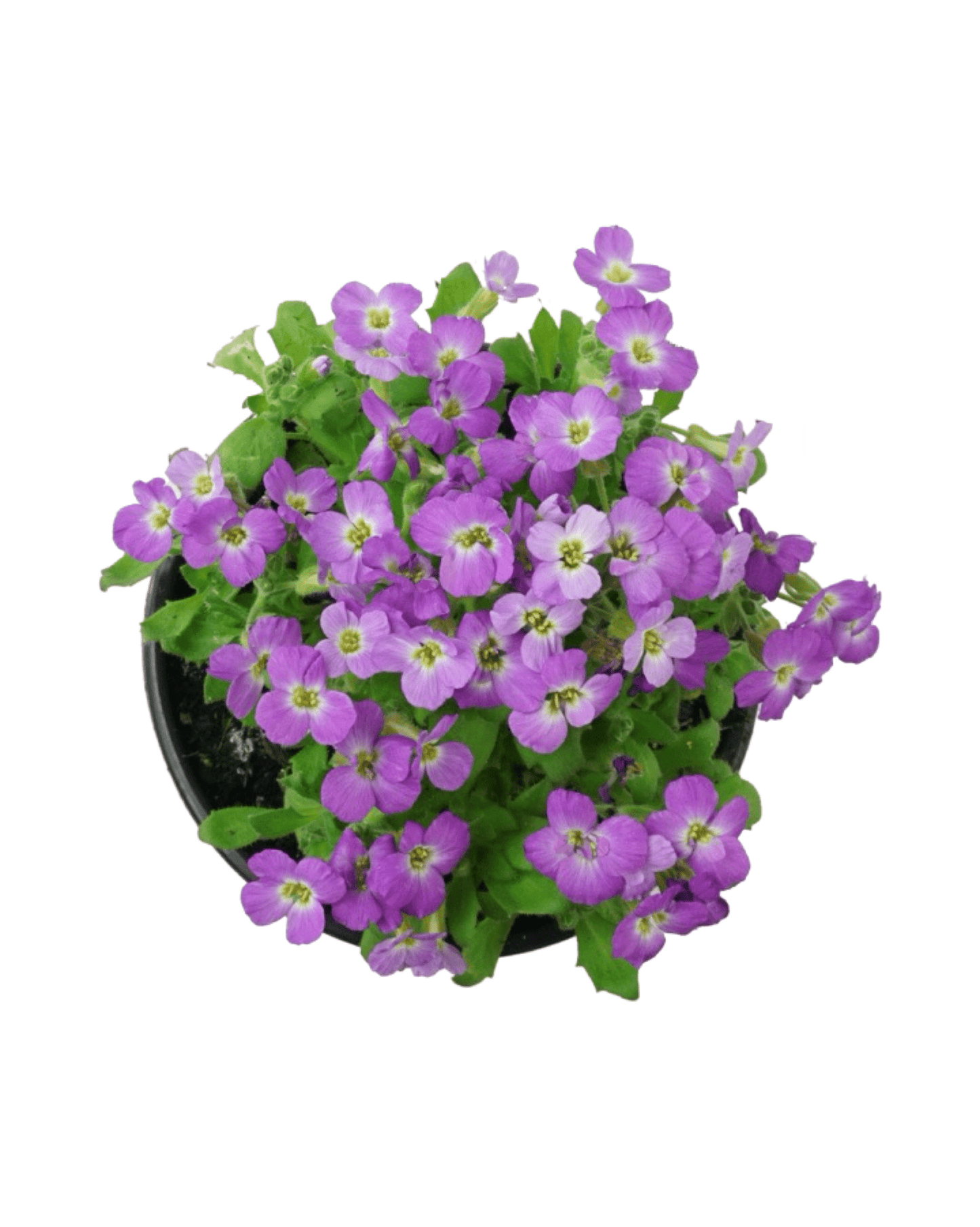 Aubrieta hybrida 'Axcent Lilac' - The Garden Corner