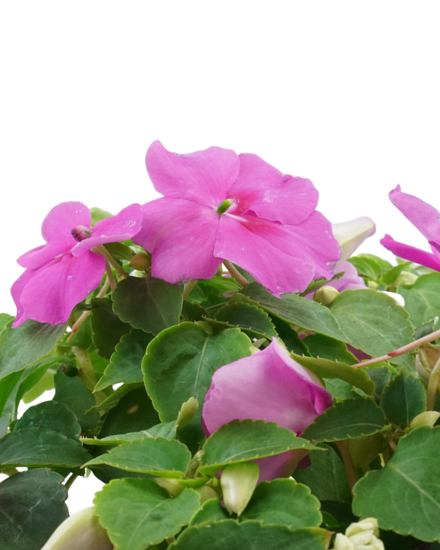 Impatiens 'Beacon Chicago Mix'