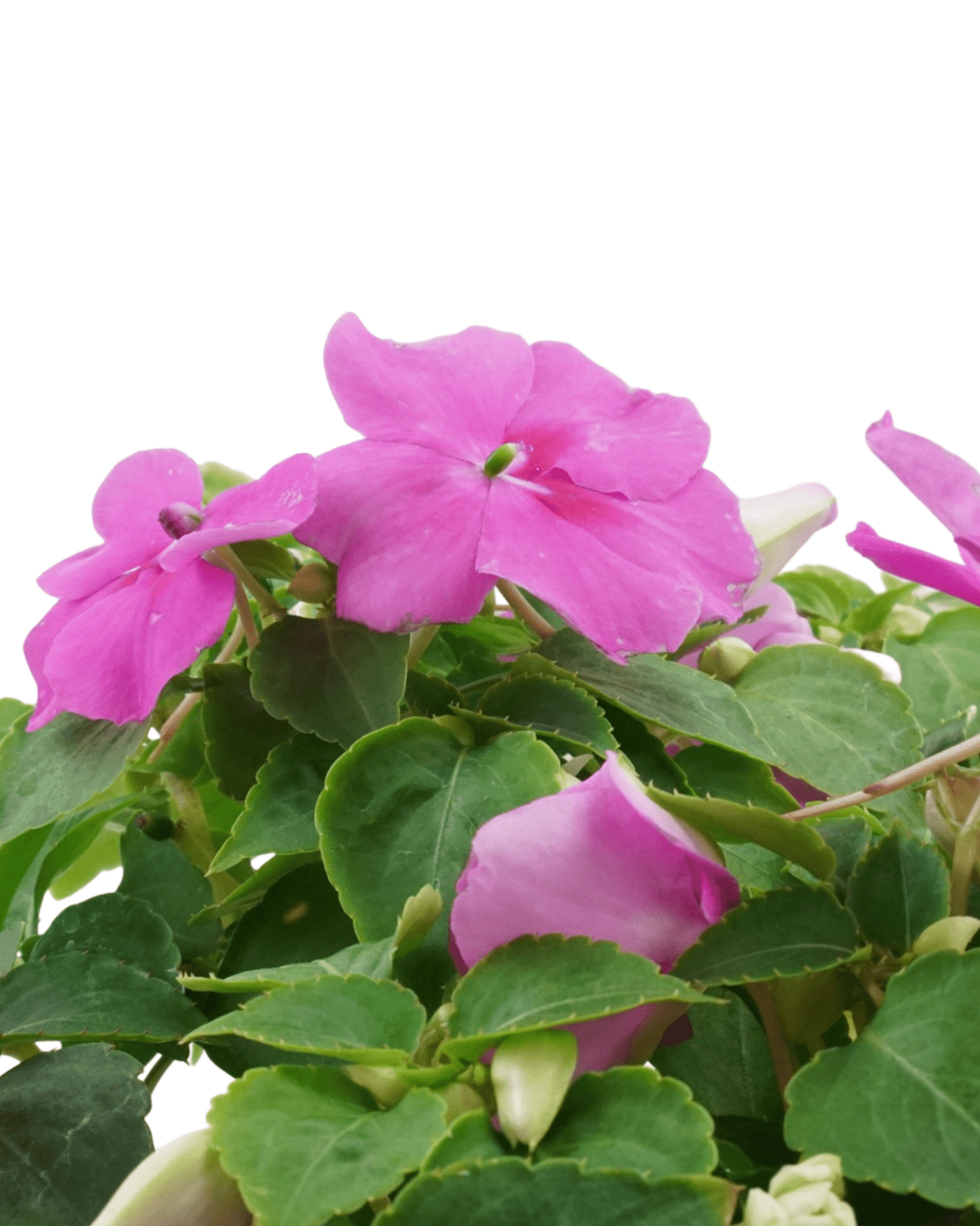 Impatiens 'Beacon Chicago Mix' - The Garden Corner