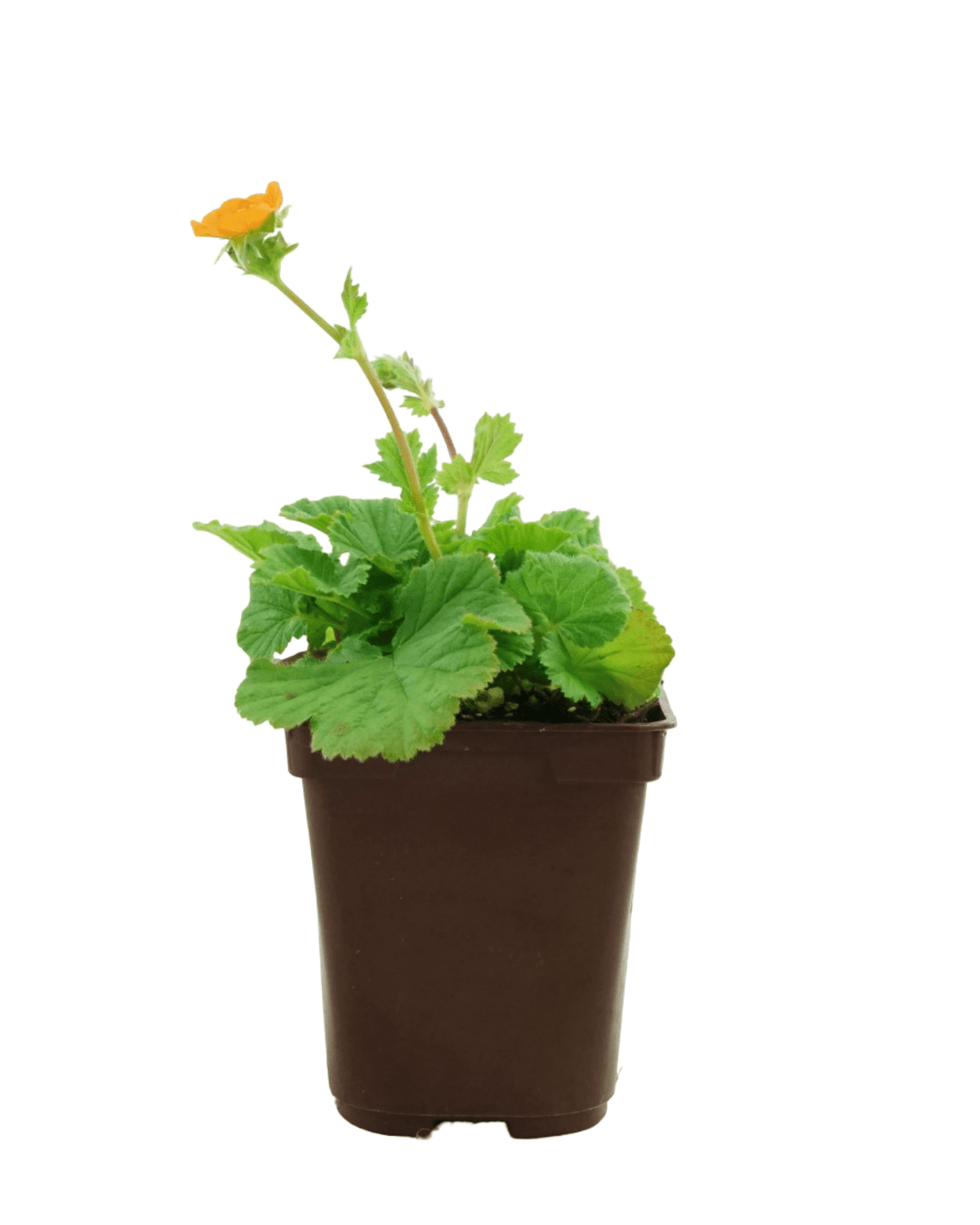 Geum 'Queen of Orange' - Perennials