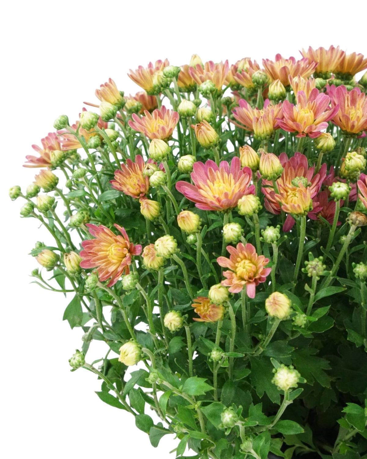 Chrysanthemum Jacqueline™ 'Peach Fusion' - Seasonal Plant