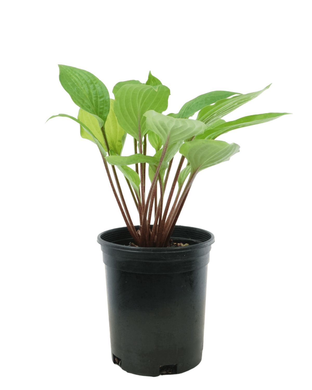Hosta 'Fire Island' - Perennials