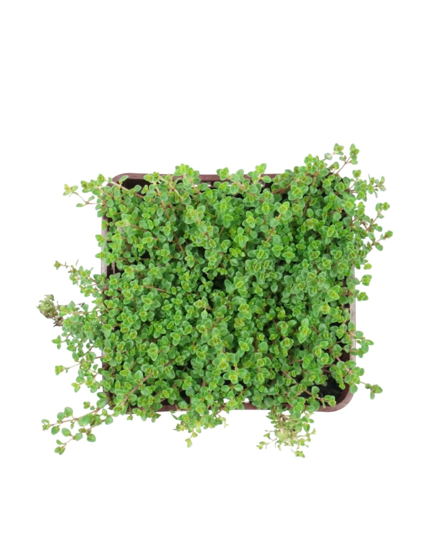 Thymus vulgaris 'Caborn Wine and Roses' - The Garden Corner