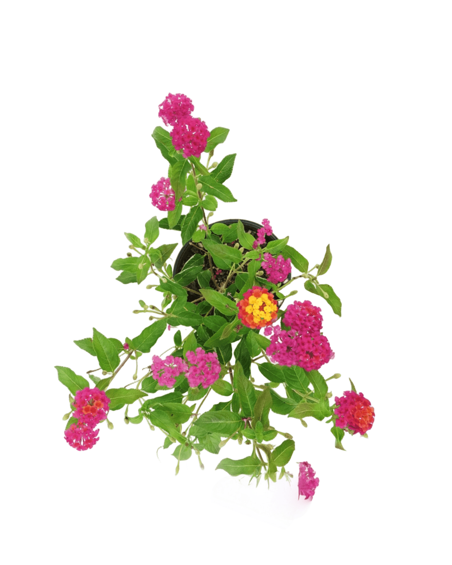 Lantana 'Landmark Sunrise Rose' - The Garden Corner