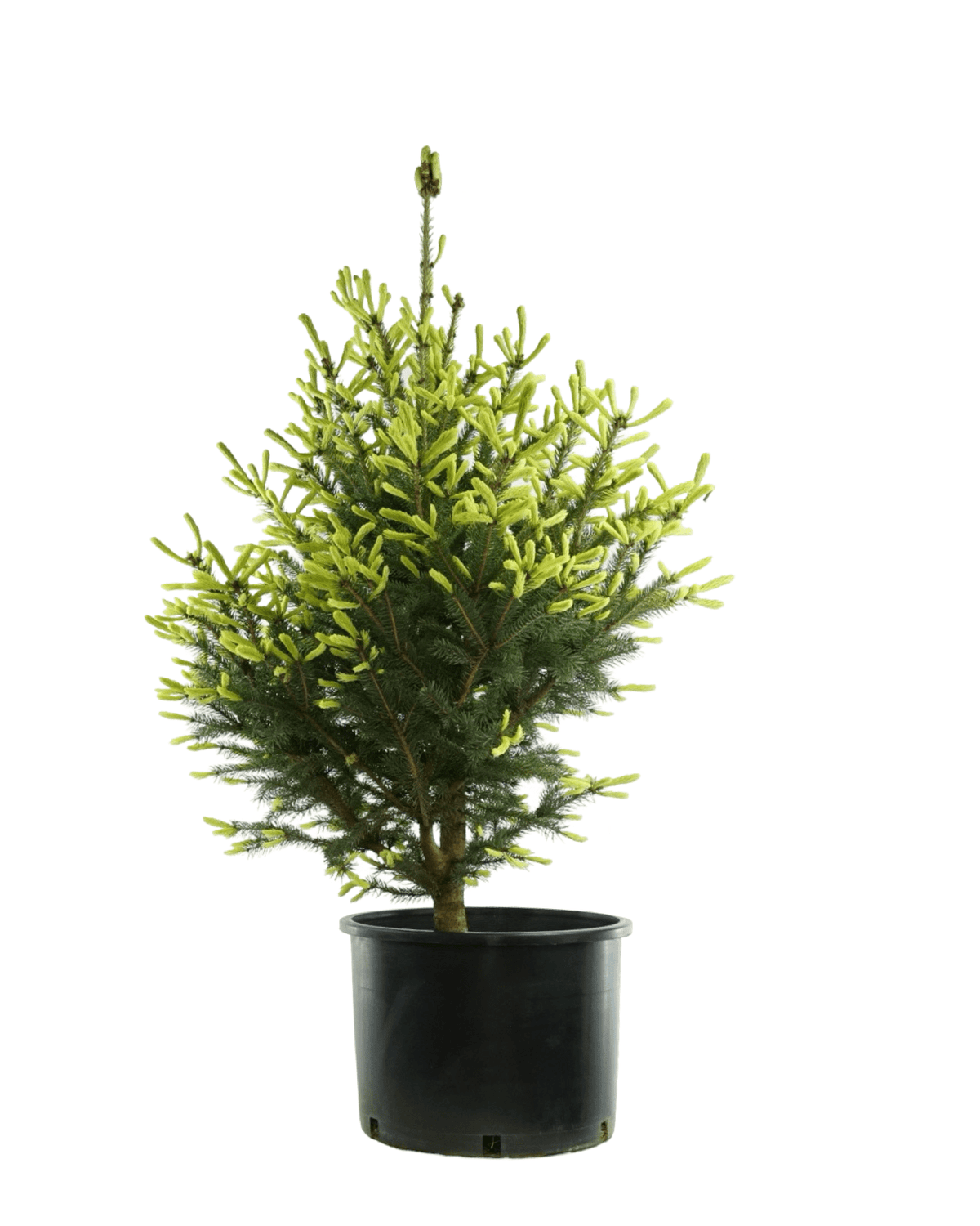 Picea glauca 'Mac's Gold' - Trees