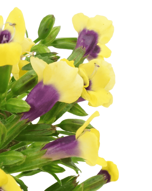 Torenia 'Catalina Gilded Grape' - The Garden Corner