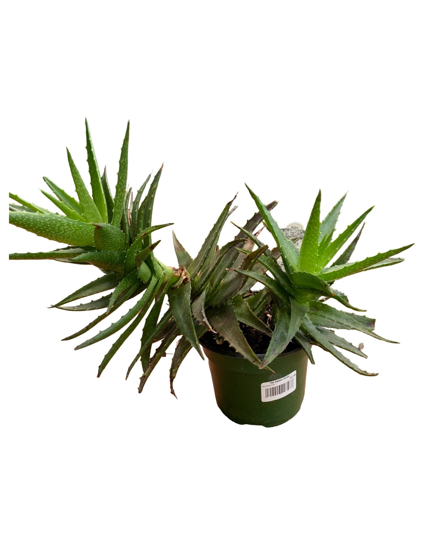 Aloe dorotheae