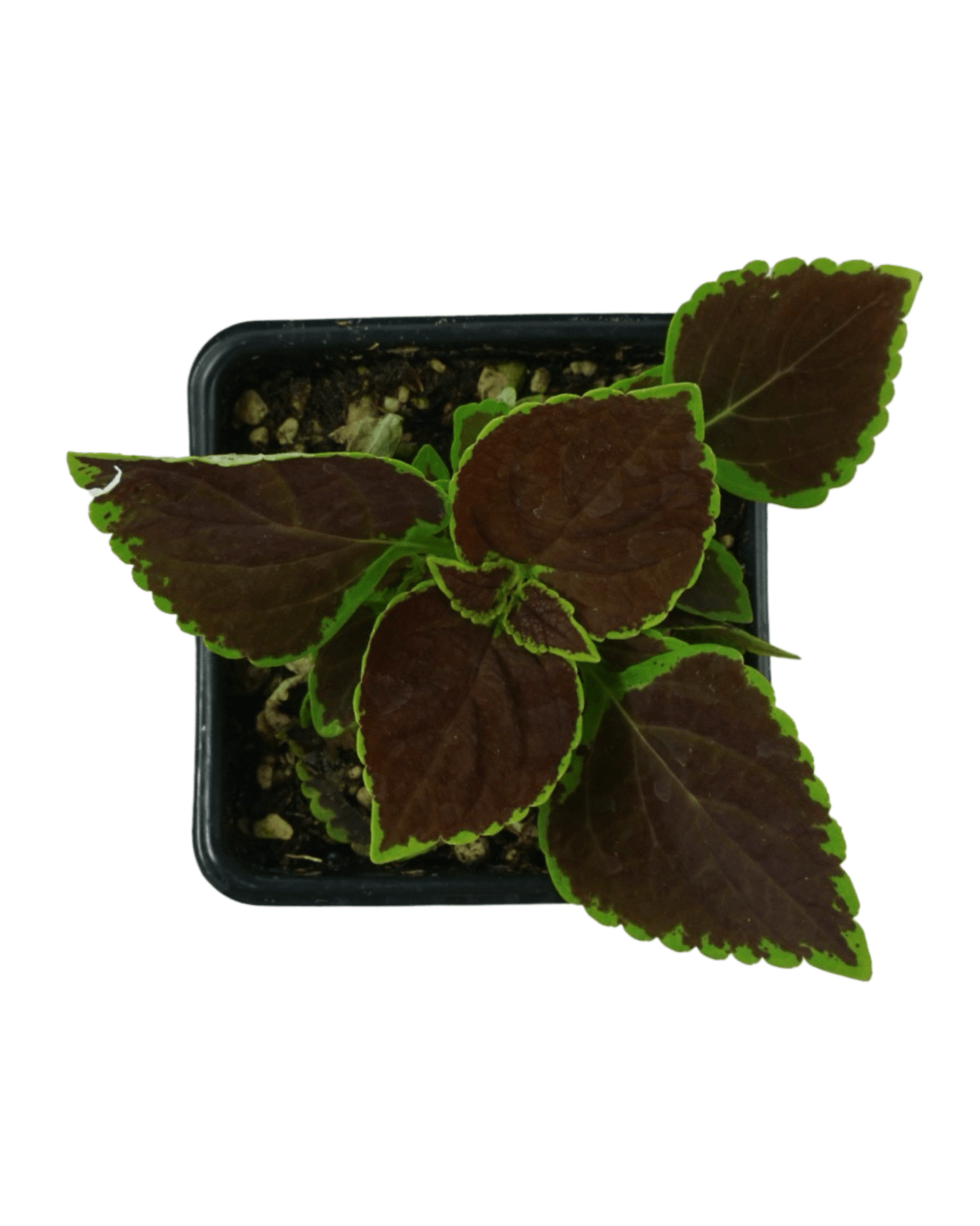 Coleus 'Talavera Chocolate Mint' - The Garden Corner