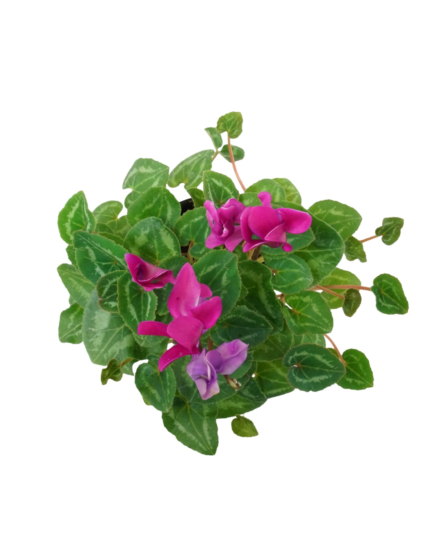Cyclamen 'SuperSerie Allure Dark Violet'