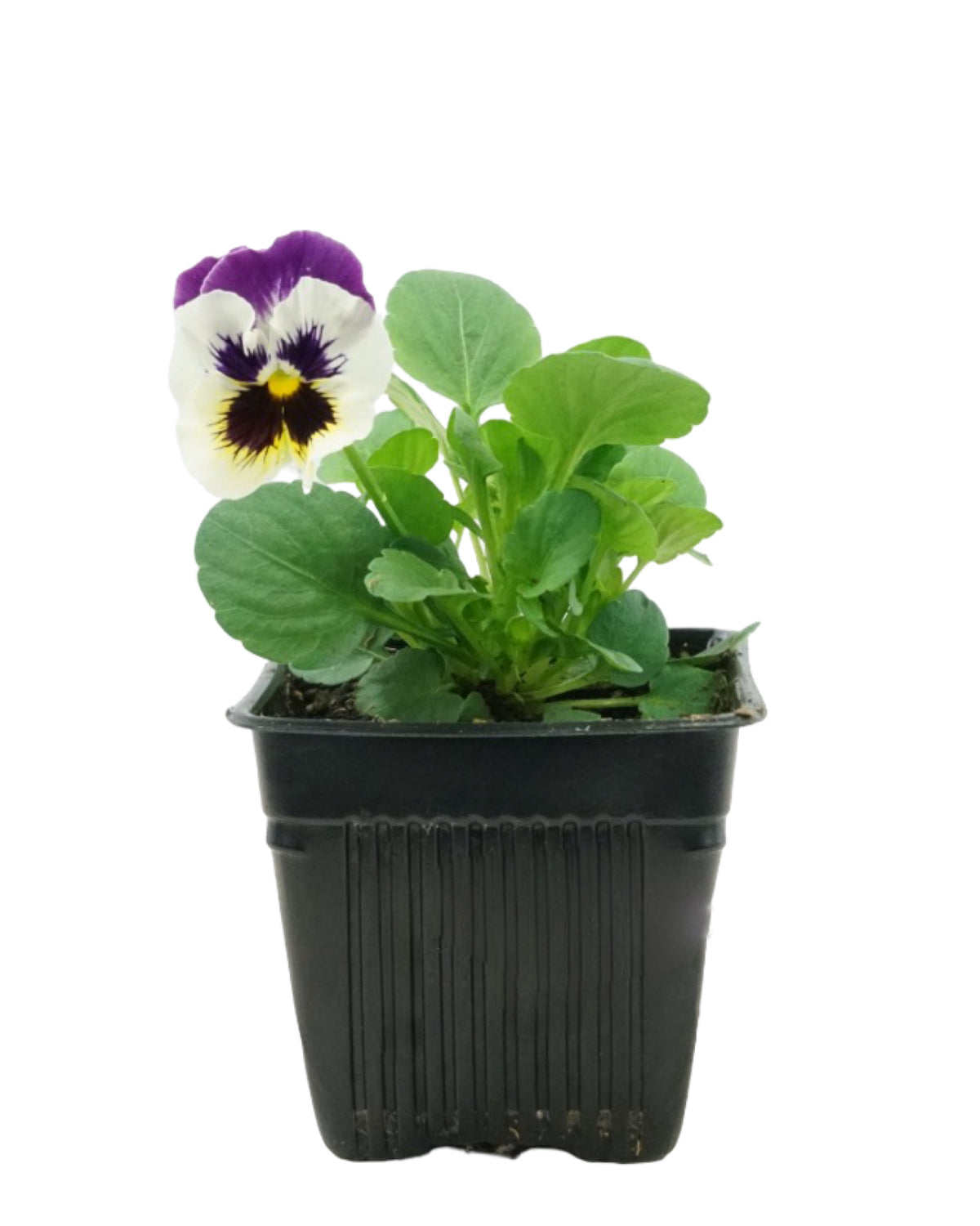 Pansy - Seasonal Plant