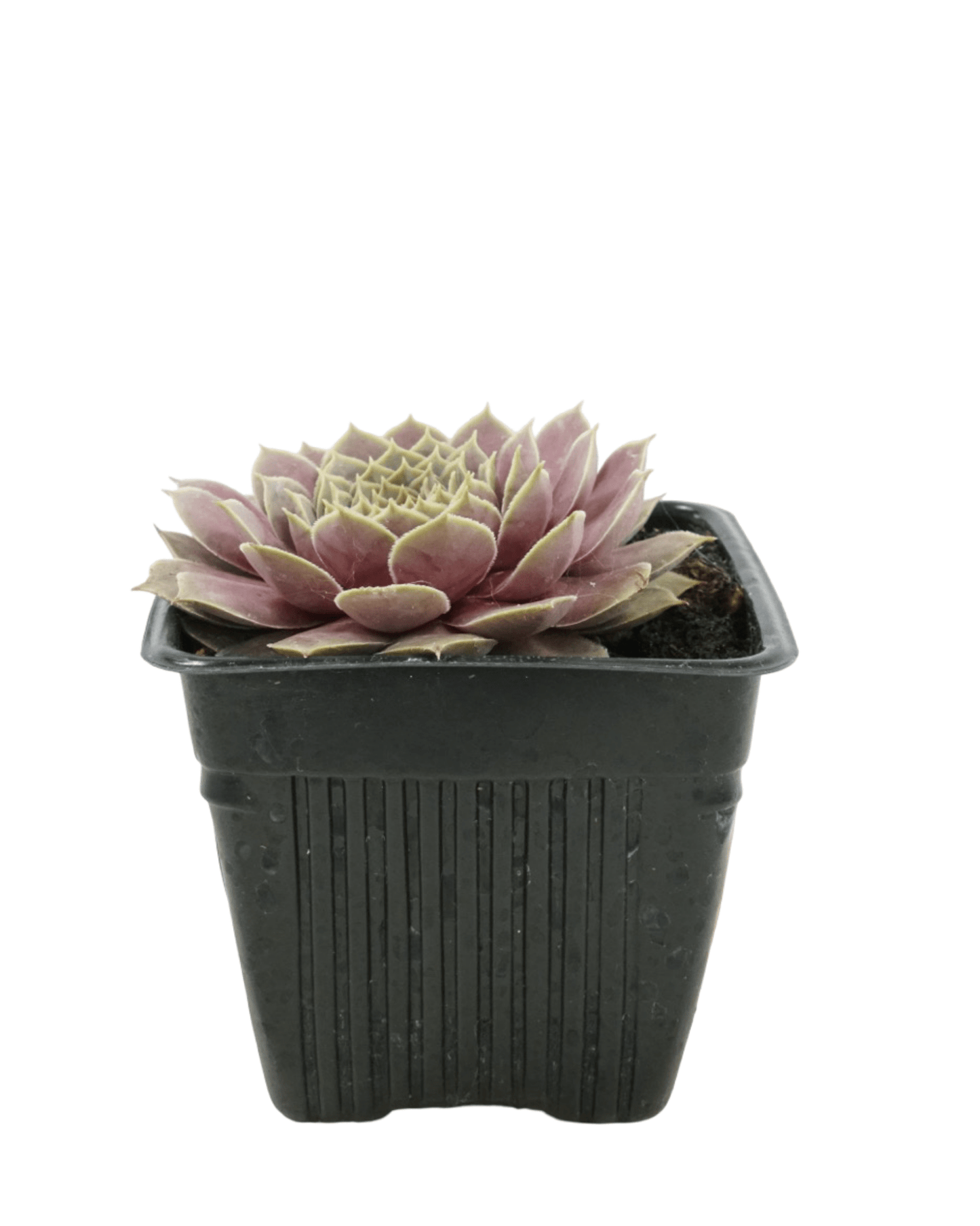 Sempervivum 'El Toro' - The Garden Corner