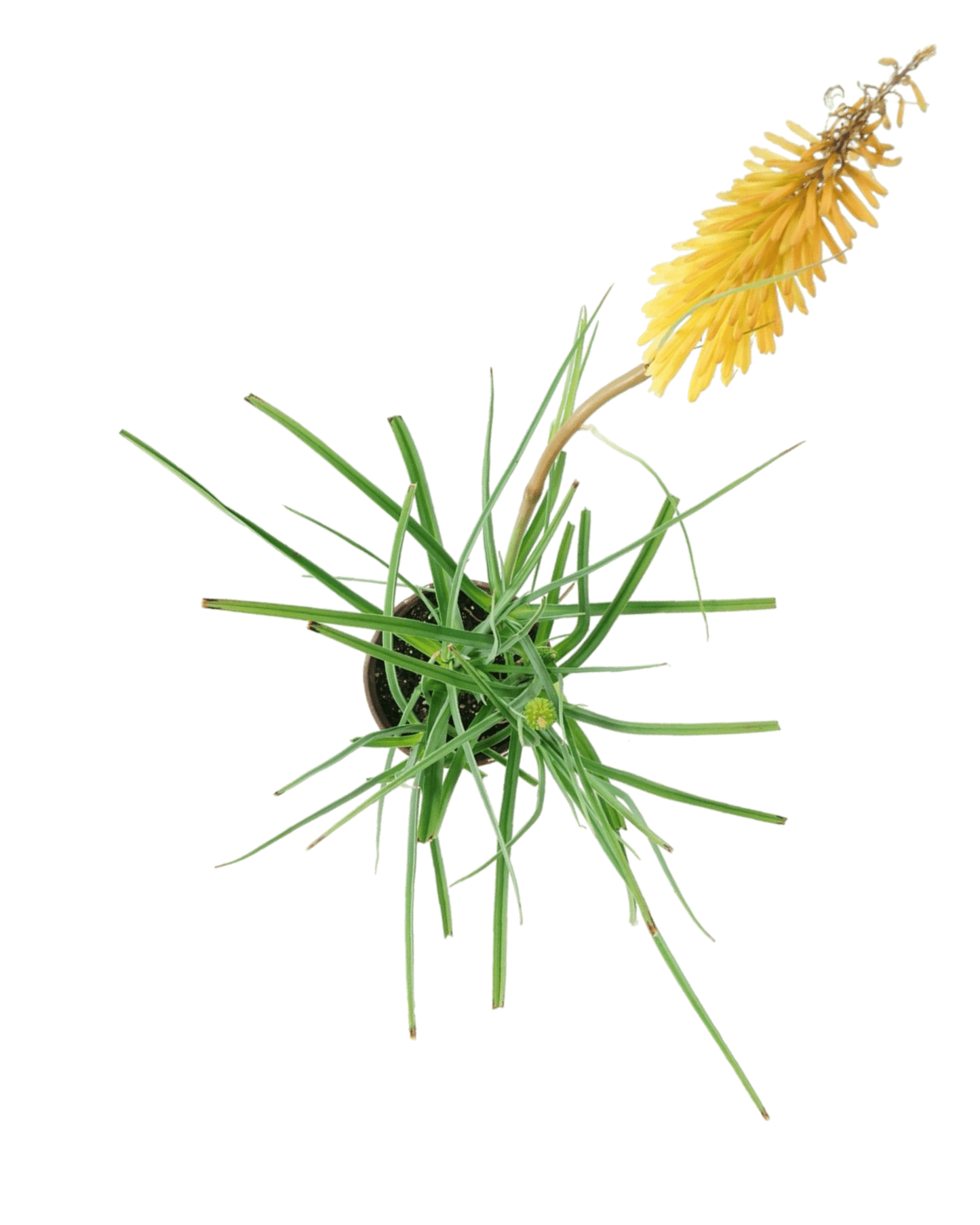 Kniphofia 'Gladness' - The Garden Corner