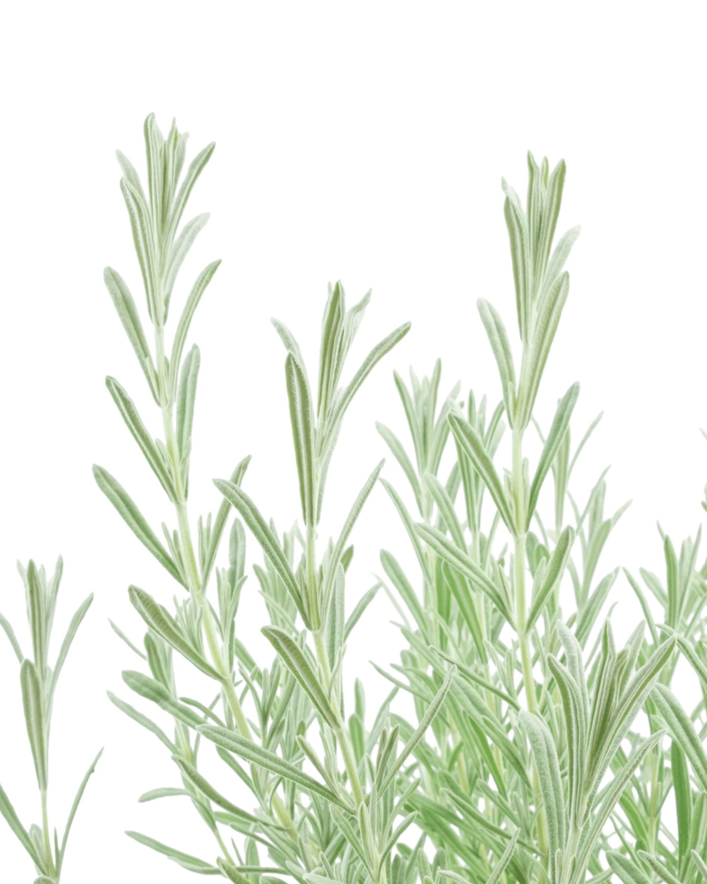 Lavandula s. 'Anouk Silver' - The Garden Corner