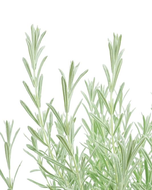 Lavandula s. 'Anouk Silver' - The Garden Corner