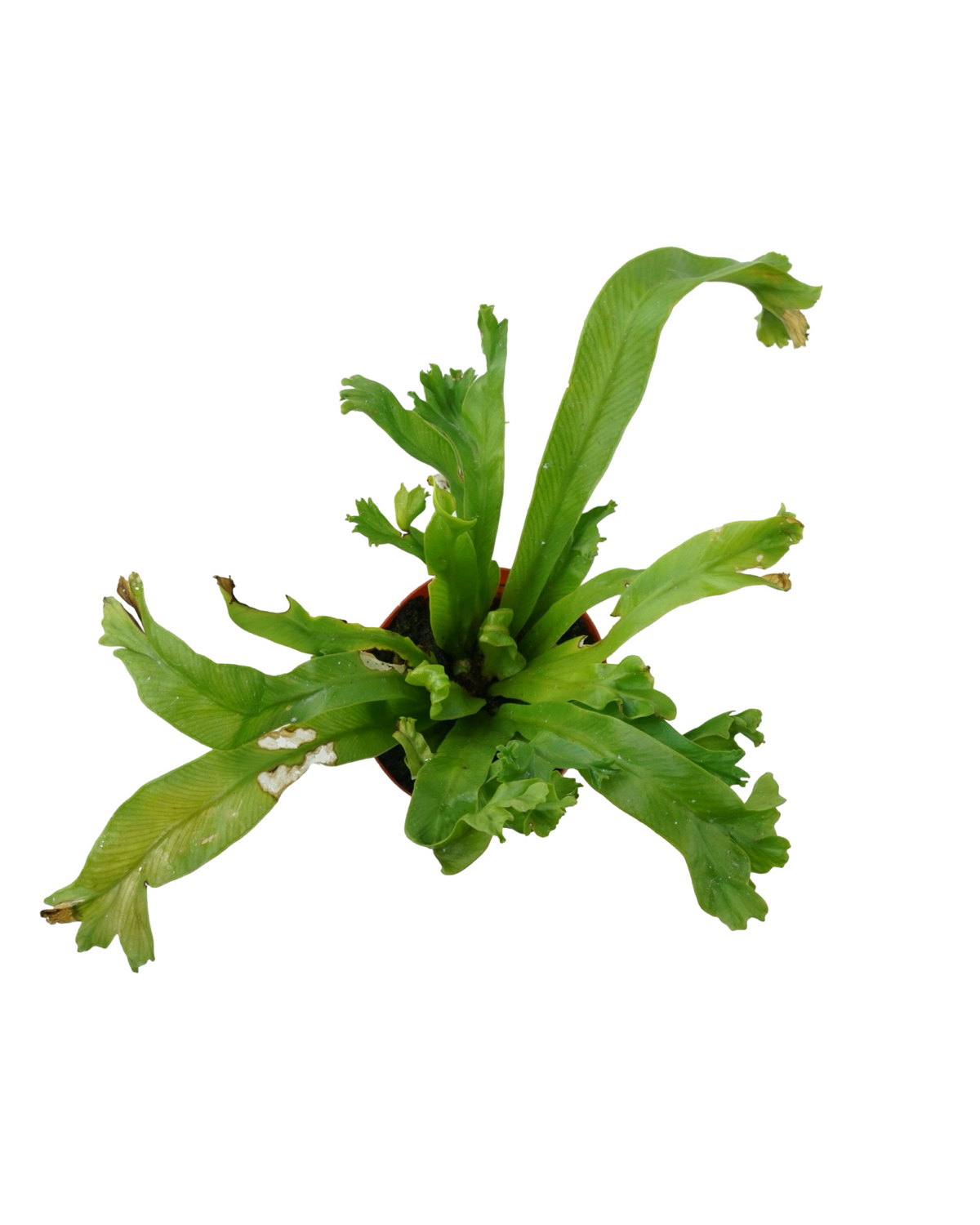 Fern Assorted - House Plants